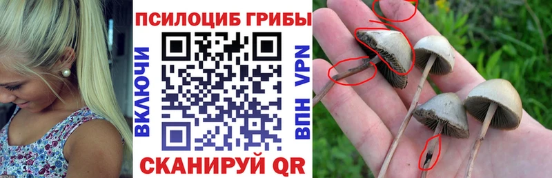 Галлюциногенные грибы Psilocybe  Фролово 